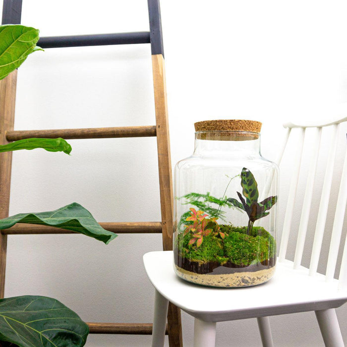 diy-terrarium-milky-↕-30-cm-normal