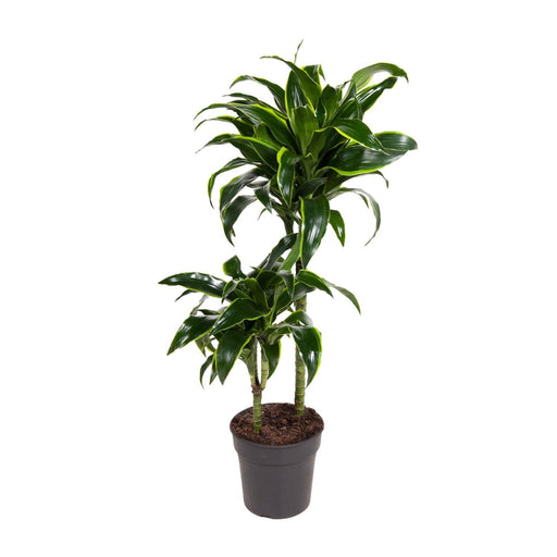 dracaena-dorado-o19cm-↕90cm