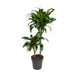 dracaena-dorado-o19cm-↕90cm