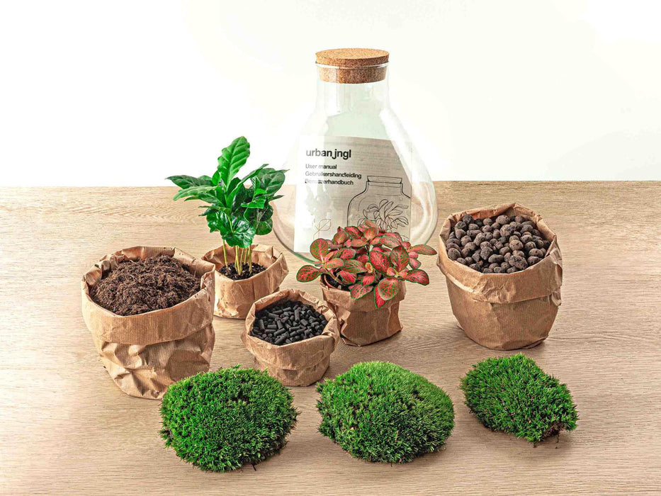 diy-terrarium-sammie-coffea-↕-27-cm-normal-1