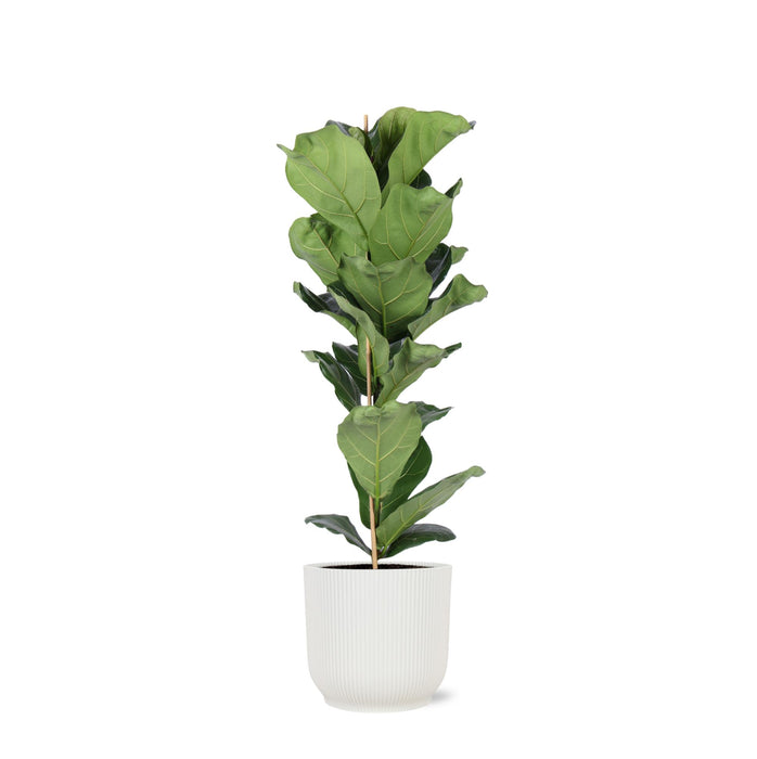 ficus-lyrata-o21cm-↕90cm-in-vibes-wit-pot