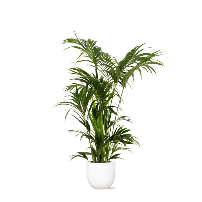 kentia-palm-o27cm-↕160cm-in-boule-wit-pot