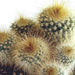 cactus-mix-5-5-cm-5x-in-mexicaanse-pot