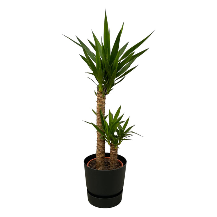 yucca-100cm-o21cm-inclusief-elho-greenville-round-zwart-d24xh23