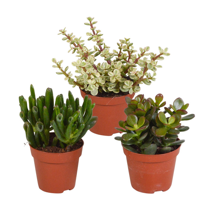 crassula-mix-8-5-cm-3x-zonder-pot