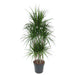 dracaena-marginata-carrousel-160-cm-o31