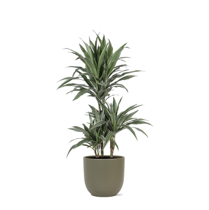 dracaena-warneckii-o21cm-↕65cm-in-boule-olijf-pot