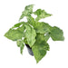 syngonium-mottled-25-cm-o12