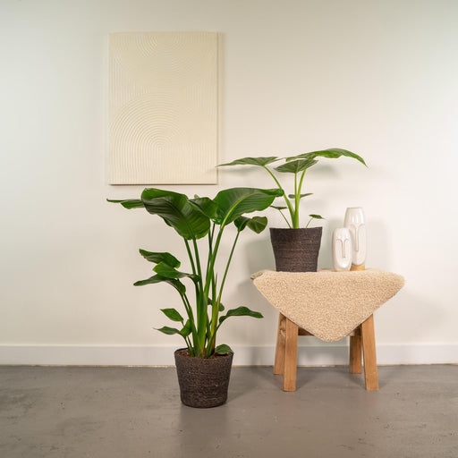 strelitzia-nicolai-85cm-o19cm-alocasia-macrorrhiza-70cm-o19cm