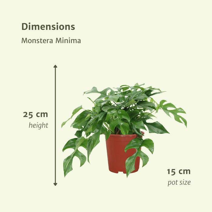 2x-monstera-minima-gatenplant-25cm-o15