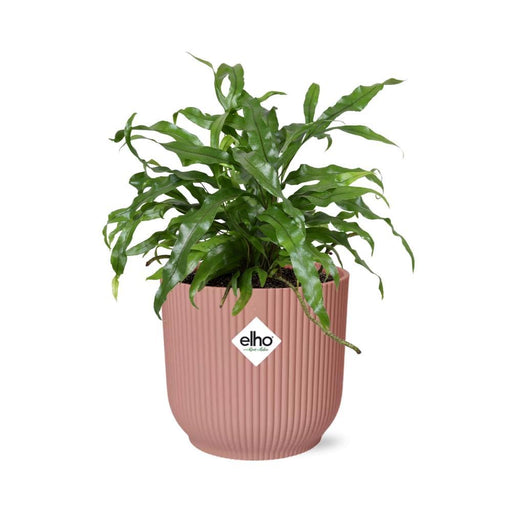 microsorum-diversifolium-in-elho-vibes-fold-14cm-roze