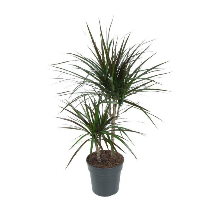 dracaena-magenta-o19cm-↕80cm