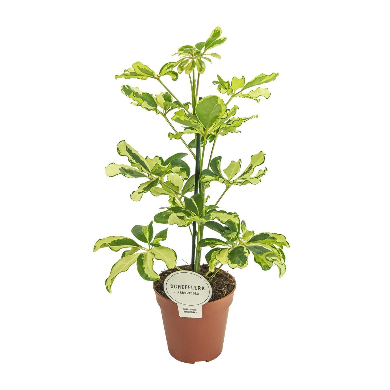 Schefflera