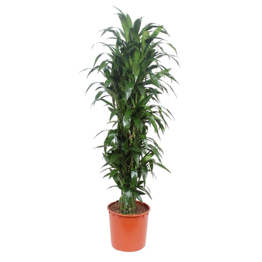 dracaena-janet-craig-170-cm-o34