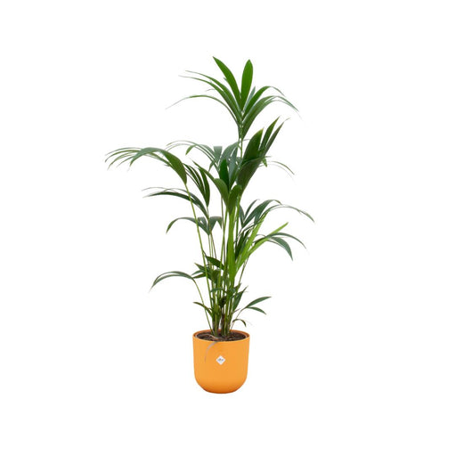 combi-deal-kentia-palm-inclusief-elho-jazz-round-geel-o26-160-cm