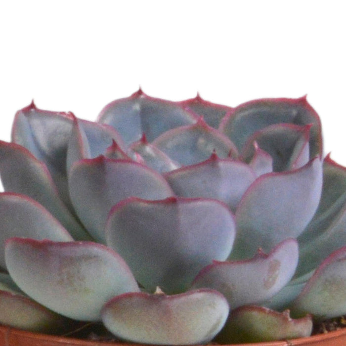 echeveria-mix-8-5-cm-3x-in-terracotta-pot