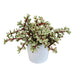 portulacaria-afra-variegata-10-5cm-in-witte-pot