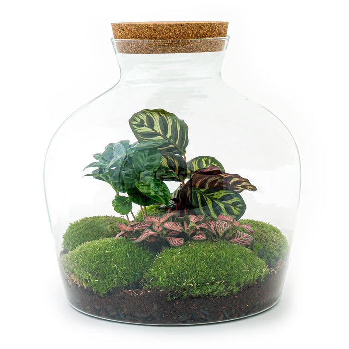 diy-terrarium-fat-joe-coffea-↕-30-cm-rake-shovel-tweezer-scissors