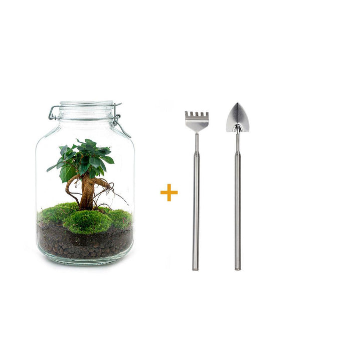 diy-terrarium-ficus-ginseng-bonsai-↕-28-cm-rake-shovel