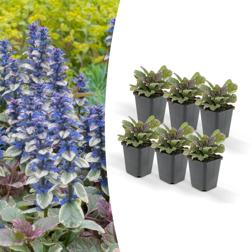 ajuga-reptans-burgundy-glow-↕25cm-o9cm