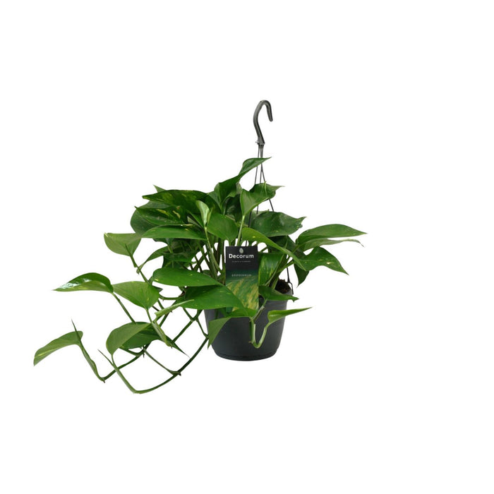 scindapsus-epipremnum-o15cm-↕45cm