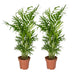 2x-chamaedorea-elegans-mexicaanse-bergpalm-40cm-o12