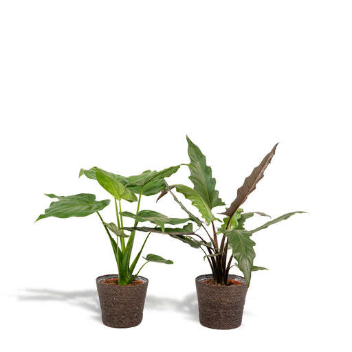 alocasia-cucullata-60cm-o19cm-alocasia-lauterbachiana-75cm-o19cm-incl-mand-igmar