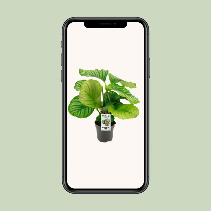 calathea-orbifolia-50cm-o14