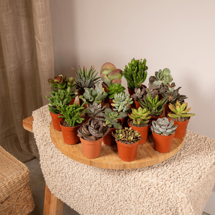 succulenten-mix-20-stuks-7-cm-o5-5