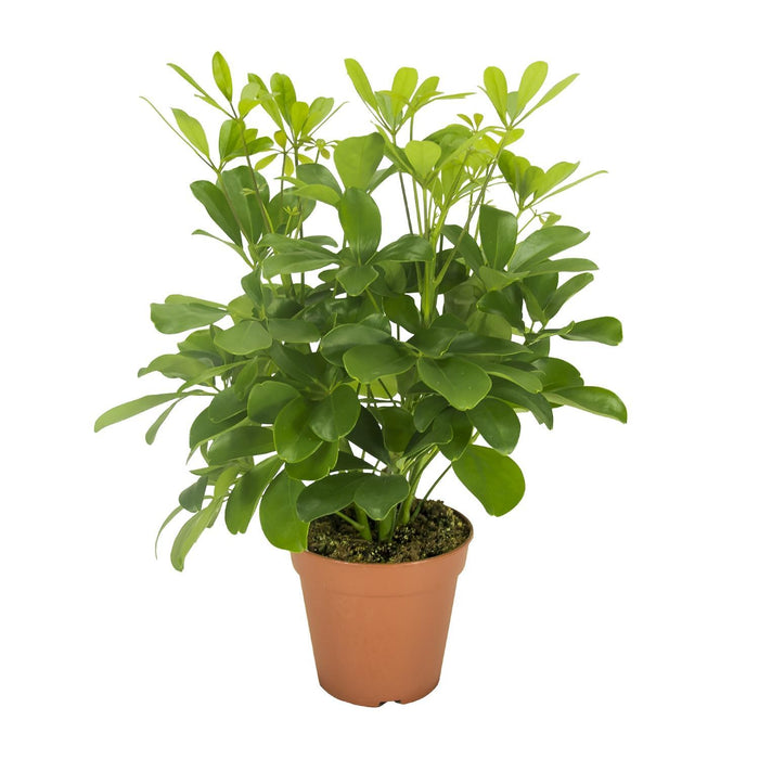 schefflera-nora-o13cm-↕35cm