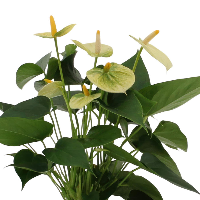 anthurium-andreanum-vanilla-incl-pure-zink-45cm-o12