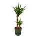 yucca-100cm-o21cm-inclusief-elho-greenville-round-groen-d24xh23