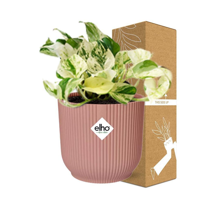 epipremnum-pinnatum-happy-leaf-in-elho-vibes-fold-14cm-roze