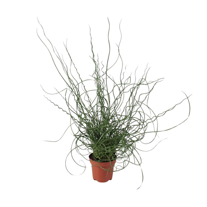 juncus-effusus-spiralis-o12cm-↕30cm