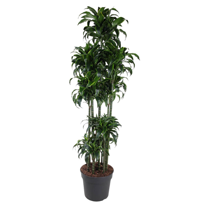 dracaena-dorado-carrousel-200-cm-o40