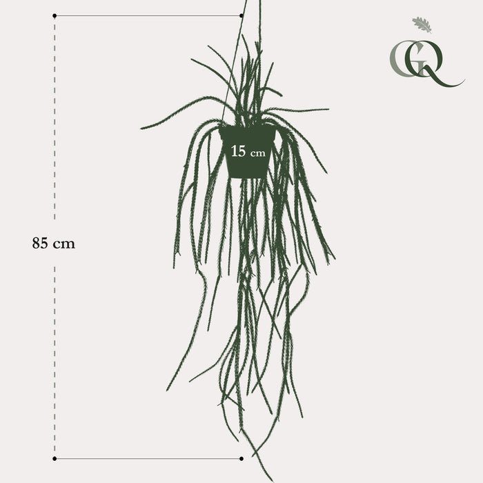 kunstplant-rhypsalis-koraalcactus-85-cm