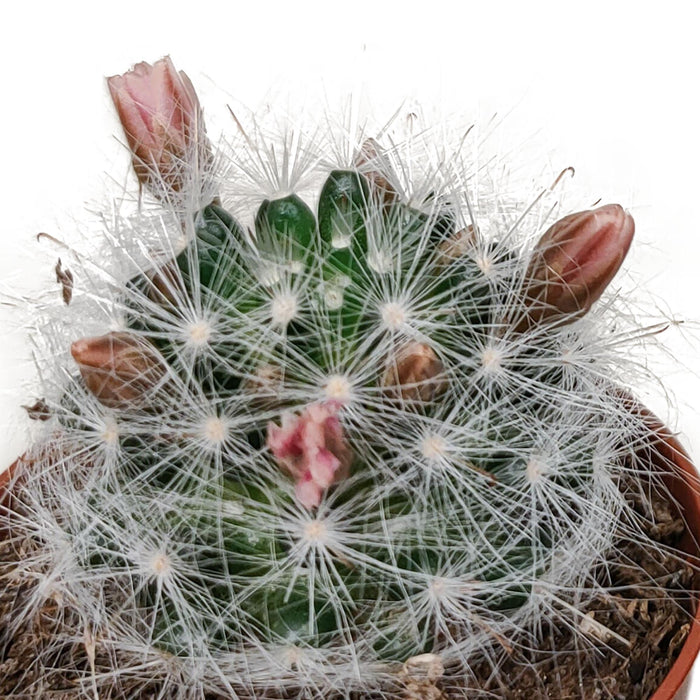 cactus-mix-5-5-cm-zonder-pot-bloeiend-5x