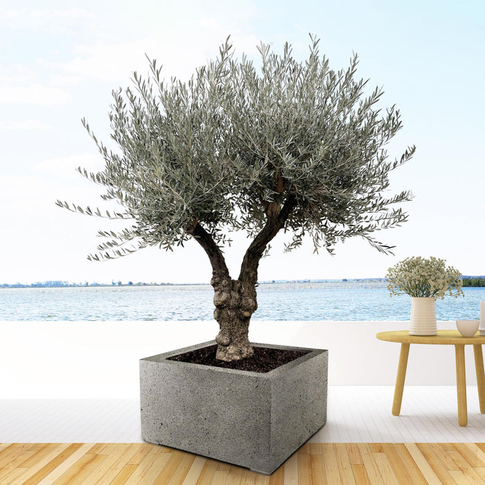 olea-europaea-bonsai-vertakt-220cm-o50