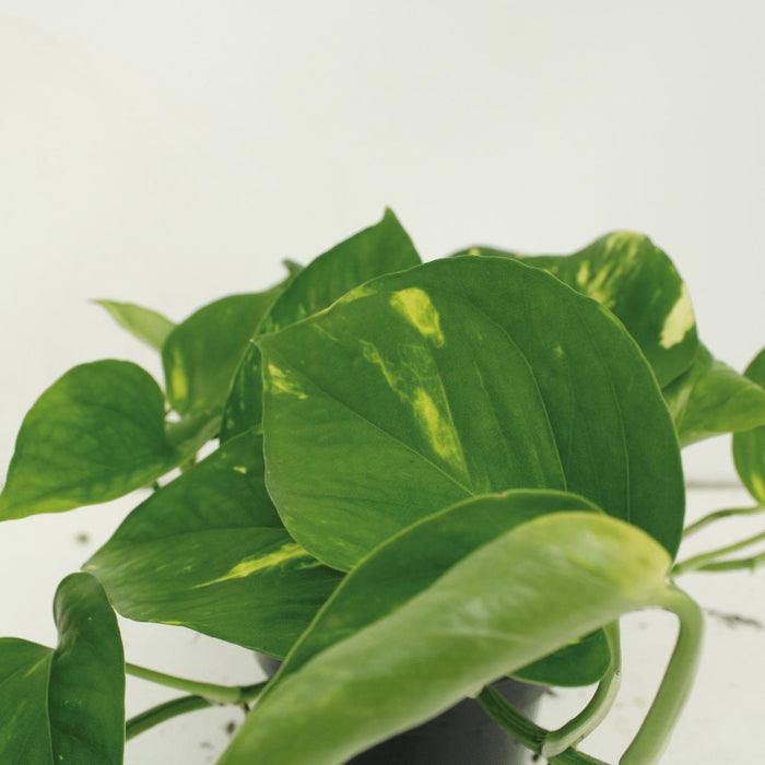 4x-epipremnum-aureum-scindapsus-20cm-o12