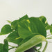 4x-epipremnum-aureum-scindapsus-20cm-o12