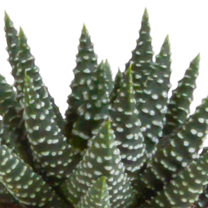 gasteria-haworthia-mix-5-5cm-5x-in-witte-pot