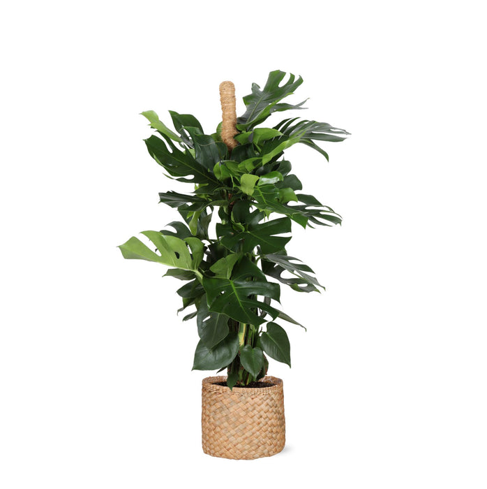 monstera-deliciosa-mosstok-o27cm-↕150cm-in-albury-natural-mand