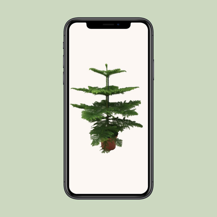 araucaria-heterophylla-o21-70cm