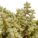 crassula-mix-10-5-cm-3x-in-witte-pot