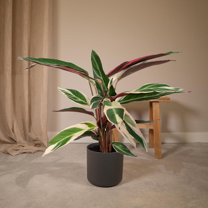 calathea-triostar-pauwenplant-70cm-o19