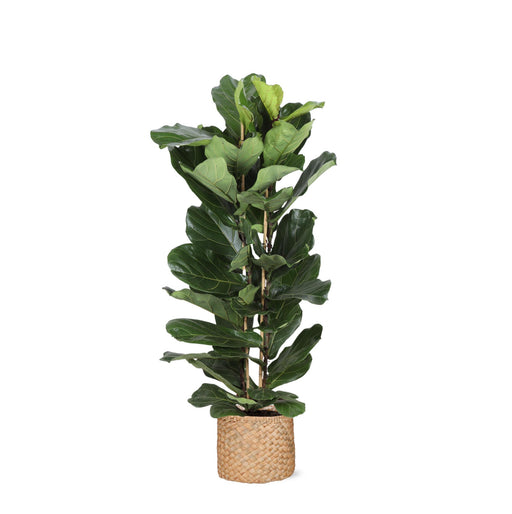 ficus-lyrata-o27cm-↕140cm-in-albury-natural-mand