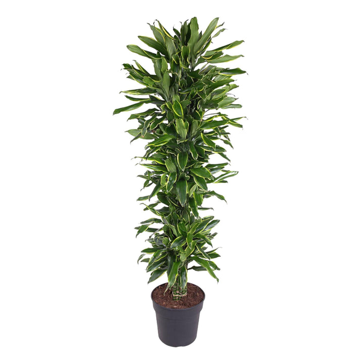 dracaena-golden-coast-vertakt-170-cm-o34