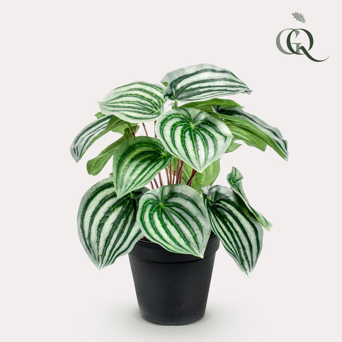 kunstplant-peperomia-argyreia-watermelon-25-cm