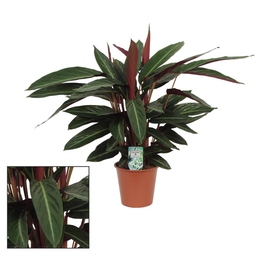 calathea-stripestar-living-o17-↕65