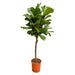 ficus-lyrata-boom-xl-200-cm-o34